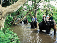 Maesa Elephant Camps, Chiang Mai